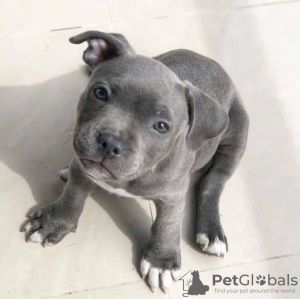 Zdjęcie №1. blue lacy - na sprzedaż w Berlin | Bezpłatny | Zapowiedź №126769