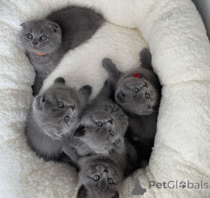 Zdjęcie №1. scottish fold - na sprzedaż w Bolonia | negocjowane | Zapowiedź № 173031