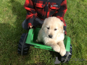 Zdjęcie №2 do zapowiedźy № 119103 na sprzedaż  golden retriever - wkupić się Belgia prywatne ogłoszenie, hodowca