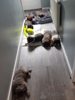 Zdjęcie №2 do zapowiedźy № 167482 na sprzedaż  owczarek kaukaski - wkupić się Dania prywatne ogłoszenie, hodowca