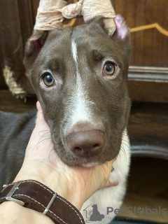 Zdjęcie №4. Sprzedam nagi pies peruwiański w Kijów. od żłobka - cena - 1435zł