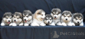 Zdjęcie №2 do zapowiedźy № 173140 na sprzedaż  alaskan malamute - wkupić się Serbia 