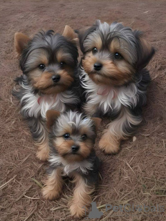 Zdjęcie №1. yorkshire terrier - na sprzedaż w Kansas City | 2033zł | Zapowiedź №129523