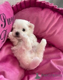 Zdjęcie №1. maltańczyk - na sprzedaż w Berlin | negocjowane | Zapowiedź №155902