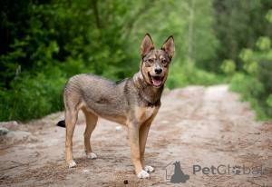 Zdjęcie №2 do zapowiedźy № 145741 na sprzedaż  pies nierasowy - wkupić się Federacja Rosyjska prywatne ogłoszenie