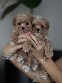 Zdjęcie №3. Urocze puszyste szczenięta Maltipoo Małe kuleczki miłości gotowe do swoich. Francja