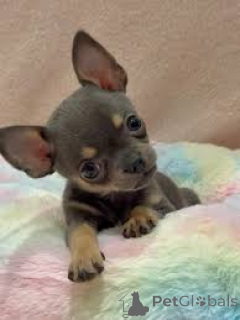 Zdjęcie №1. chihuahua (rasa psów) - na sprzedaż w Helsinki | 3348zł | Zapowiedź №169507