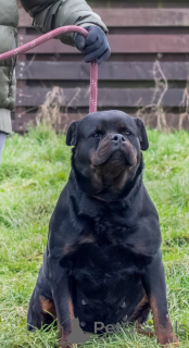 Zdjęcie №4. Sprzedam rottweiler w Lyulin, Sofia.  - cena - 1622zł