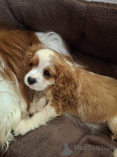 Zdjęcie №2 do zapowiedźy № 175525 na sprzedaż  cocker spaniel amerykański, cocker spaniel angielski, springer spaniel angielski, springer spaniel walijski, irlandzki spaniel dowodny, hiszpański pies dowodny, mastif hiszpański, cavalier king charles spaniel, cavalier king charles spaniel, clumber spaniel, russian spaniel, spaniel tybetański - wkupić się Litwa prywatne ogłoszenie, od żłobka, hodowca