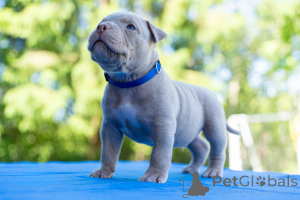 Zdjęcie №4. Sprzedam pies nierasowy w Tallinn.  - cena - negocjowane