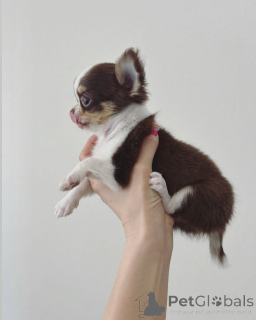 Zdjęcie №1. chihuahua (rasa psów) - na sprzedaż w Genewa | negocjowane | Zapowiedź №152582