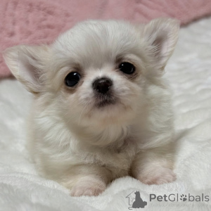 Zdjęcie №1. chihuahua (rasa psów) - na sprzedaż w Amersfort | 1196zł | Zapowiedź №176325