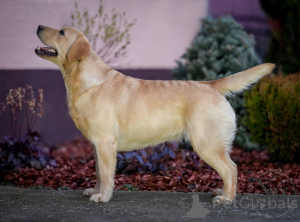 Zdjęcie №2 do zapowiedźy № 135443 na sprzedaż  labrador retriever - wkupić się Chorwacja hodowca