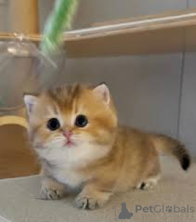 Zdjęcie №4. Sprzedam munchkin w Bruksela. prywatne ogłoszenie, hodowca - cena - 2392zł