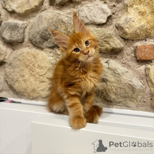 Zdjęcie №2 do zapowiedźy № 171100 na sprzedaż  maine coon - wkupić się Republika Czeska hodowca