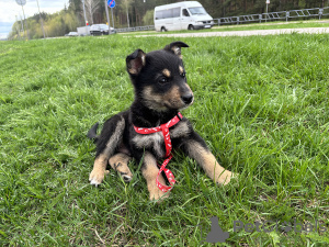 Zdjęcie №2 do zapowiedźy № 100621 na sprzedaż  pies nierasowy - wkupić się Białoruś prywatne ogłoszenie