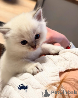 Zdjęcie №2 do zapowiedźy № 155403 na sprzedaż  ragdoll - wkupić się Finlandia prywatne ogłoszenie