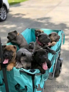 Zdjęcie №1. cane corso - na sprzedaż w Aalborg | 6zł | Zapowiedź №173406