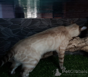 Zdjęcie №4. Sprzedam kot bengalski w Москва. od żłobka - cena - 4690zł