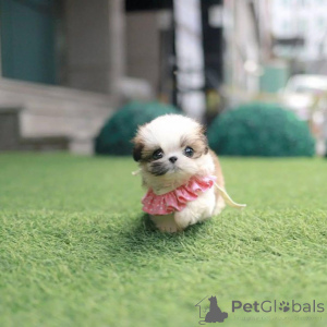 Zdjęcie №1. shih tzu - na sprzedaż w Leeds | 4784zł | Zapowiedź №156440