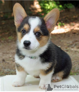 Zdjęcie №1. welsh corgi - na sprzedaż w Градец-Кралове | negocjowane | Zapowiedź №96477