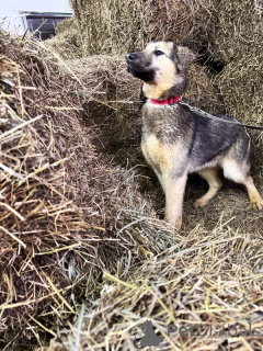 Zdjęcie №4. Sprzedam pies nierasowy w Lipieck.  - cena - Bezpłatny