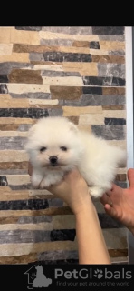 Zdjęcie №3. Pomeranian, piękne szczenięta. Serbia