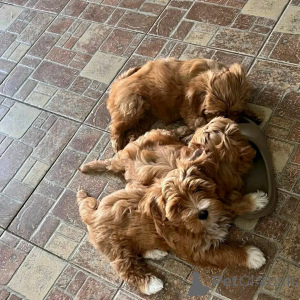 Zdjęcie №4. Sprzedam hawańczyk w Chicago. hodowca - cena - 2541zł