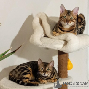 Zdjęcie №3. Kocięta bengalskie na sprzedaż. Serbia