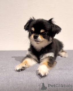 Zdjęcie №3. Urocze Chihuahua. Belgia