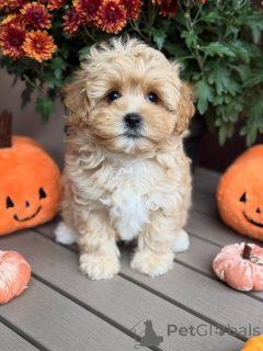 Zdjęcie №3. Poznaj Teddy'ego, króla przytulasów! Zawsze gotowy z miłością, przytulaniami i. Luksemburg