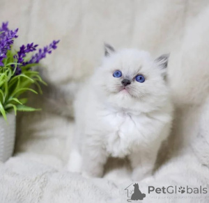 Zdjęcie №1. ragdoll - na sprzedaż w Baden-Baden | 1674zł | Zapowiedź № 177743