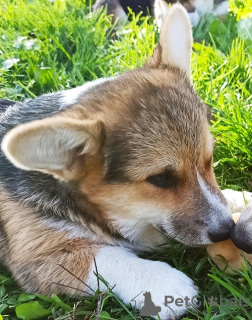 Zdjęcie №1. welsh corgi - na sprzedaż w Валево | negocjowane | Zapowiedź №124907