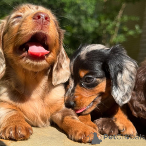 Zdjęcie №4. Sprzedam jamnik w Dublin. hodowca - cena - negocjowane