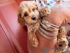 Zdjęcie №2 do zapowiedźy № 149823 na sprzedaż  maltipu - wkupić się Niemcy prywatne ogłoszenie, hodowca