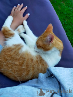 Zdjęcie №4. Sprzedam  w Москва. prywatne ogłoszenie - cena - Bezpłatny