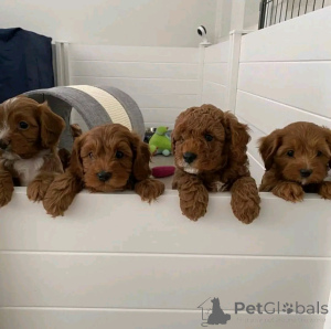 Zdjęcie №2 do zapowiedźy № 137801 na sprzedaż  labradoodle - wkupić się USA hodowca