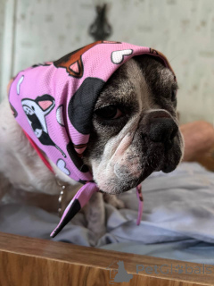 Zdjęcie №3. Słodki i dojrzały męski buldog francuski do adopcji w Glasgow. Wielka Brytania