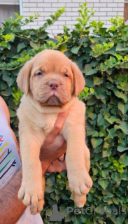 Dodatkowe zdjęcia: Szczenięta Dogue de Bordeaux