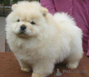 Zdjęcie №1. chow-chow - na sprzedaż w Espoo | negocjowane | Zapowiedź №173987