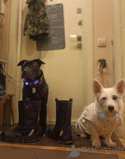 Zdjęcie №3. Szukam najlepszej rodziny dla najlepszego chłopca!. Federacja Rosyjska