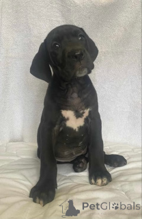 Zdjęcie №3. Niemiecki mastif. Serbia