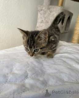 Zdjęcie №3. Kocięta Munchkina. Niemcy