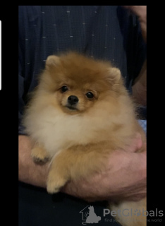 Zdjęcie №3. Szpic Pomorski. Federacja Rosyjska