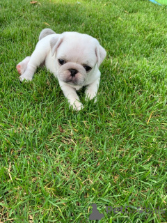 Zdjęcie №2 do zapowiedźy № 158983 na sprzedaż  mops - wkupić się Estonia prywatne ogłoszenie, hodowca