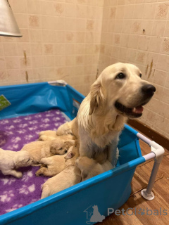 Zdjęcie №3. Golden Retriever Pups. USA