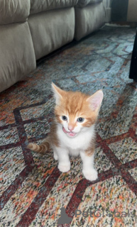 Zdjęcie №3. Somalijskie kocięta dla uroczych domów.. Szwajcaria