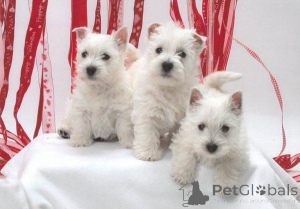 Zdjęcie №1. west highland white terrier - na sprzedaż w Hagenow | 2153zł | Zapowiedź №169465