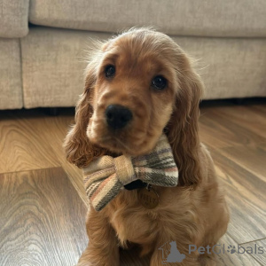 Zdjęcie №3. Poznaj Leo, słońce każdego spaceru i króla każdego przytulania. Pełna miłości,. Niemcy