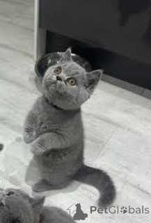 Zdjęcie №3. Kauniita brittiläisiä lyhytkarvaisia Kissanpentuja myytävänä. Finlandia